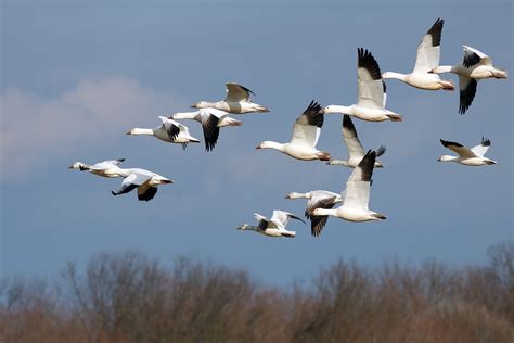 Migrating birds from Poland may pose bird flu threat in Lithuania - LRT