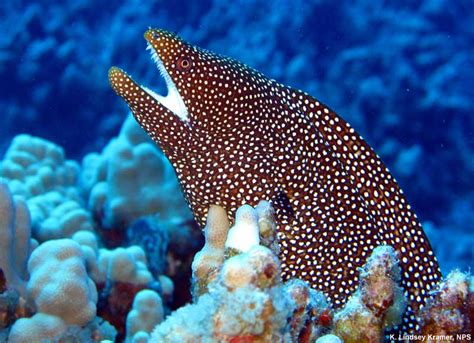 Coral Reefs and Climate Change - What lives on a coral reef - Teach ...