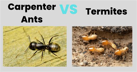 Carpenter Ants vs Termites: What's The Difference?