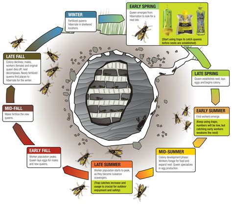 Yellow Jacket Wasp Life Cycle