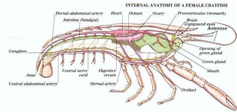 Internal Anatomy Of Crayfish - ANATOMY