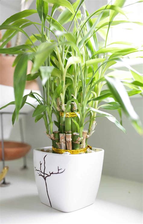 Lucky Bamboo Plant Care - Growing Tips - Paisley Plants