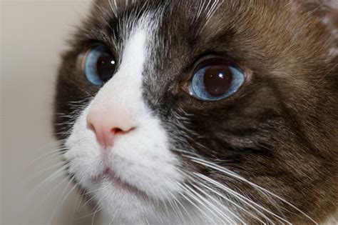 Snowshoe Cat Breed Profile, 44% OFF | www.elevate.in