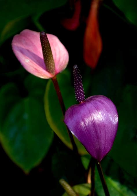 wildflower: Purple Peace Lily