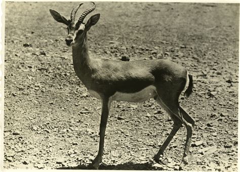 Gazelle species in Africa | The Digital Collections of the National ...