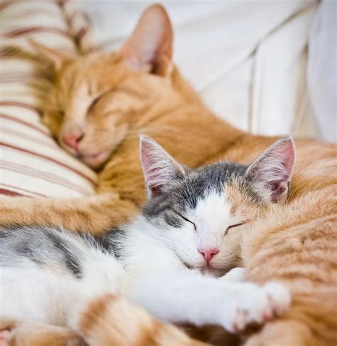 10 Cute Sleeping Cats | cute animal names