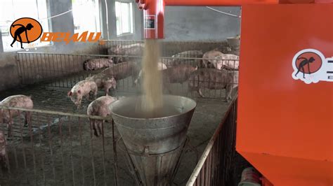 Newest Automatic Pig Feeder sale most popular pig farming equipment ...