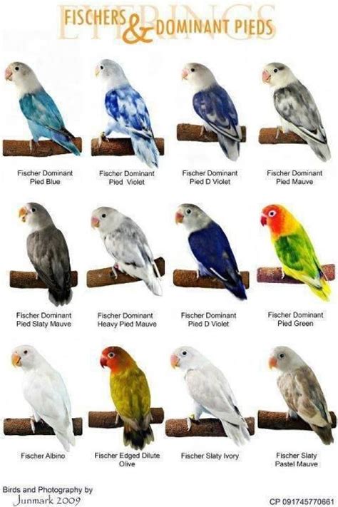 World Famous Types Of Colorful Love Birds Mutation of The Day | African ...