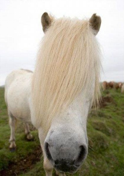 Emo horse - Funny pictures of animals