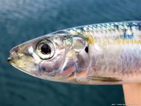 Sardinella aurita (allache)