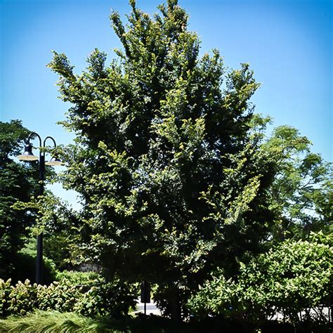 Frontier Elm Trees For Sale Online | The Tree Center