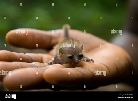 What is believed to be an infant galago or bushbaby fallen to the ...