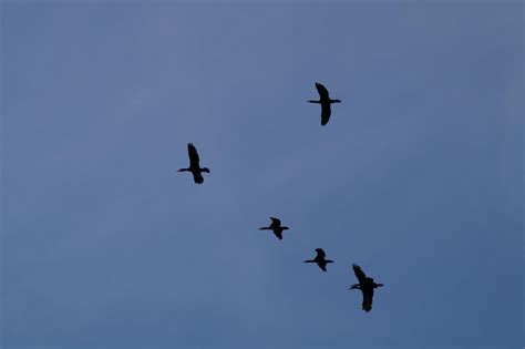 Free Images - geese formation wild geese