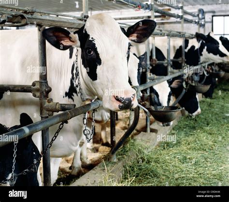 HOLSTEIN COWS EATING ALFALFA / PENNSYLVANIA Stock Photo - Alamy