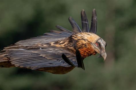 Premium Photo | Adult bearded vulture flying closeup in the foreground