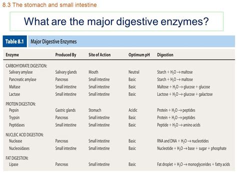 Image result for table of digestive enzymes and their functions ...