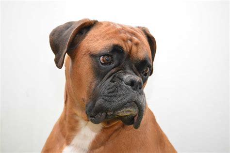 18 Facts about Boxer Dogs - Anatomy, Ancestry, Nature & More | Facts.net