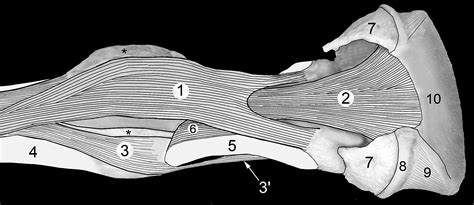 Part 4: Distal Thoracic Limb – Dissection Lab Guide for Ungulate Anatomy