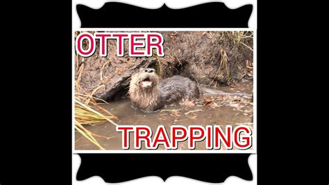 Otter Trapping 2014 in Minnesota - YouTube