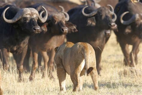 Lions hunting buffalo as seen on Planet Earth 2 - Aardvark Safaris