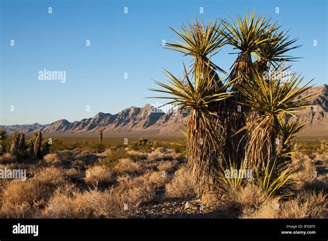 USA, Nevada, Delamar, Palm trees at sunset in Great Basin in Dry Lake ...