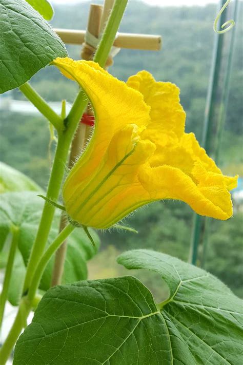 Pumpkin Plant Only Has Male Flowers | Best Flower Site