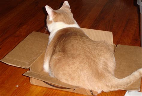 Fat Cat in the Box: sort of by customfairywings on DeviantArt