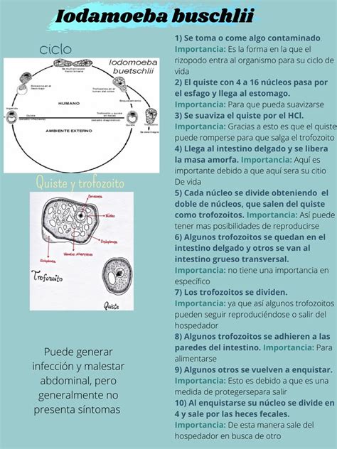 Iodamoeba Butschlii Life Cycle