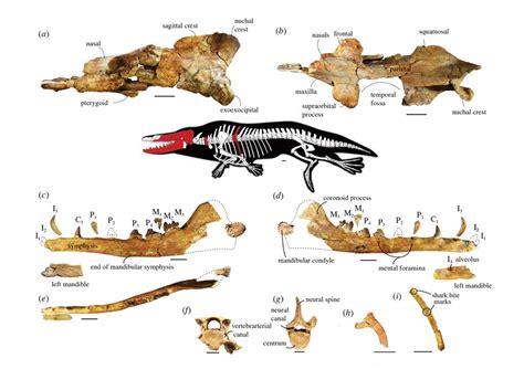 Paleontologists discover four-legged whale fossil, name it Phiomicetus ...