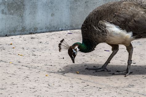 Peacock Free Stock Photo - Public Domain Pictures