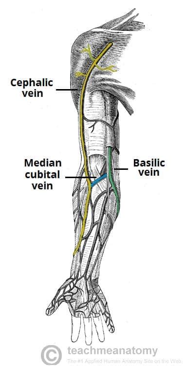 Venous Drainage of the Upper Limb - Basilic - Cephalic - TeachMeAnatomy