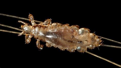 Are Lice Worse At Night? Uncovering The Nocturnal Secrets Of Lice