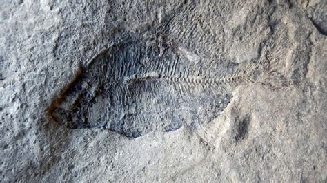 Alberta 'creationist' finds 60m-year-old fish fossils - BBC News