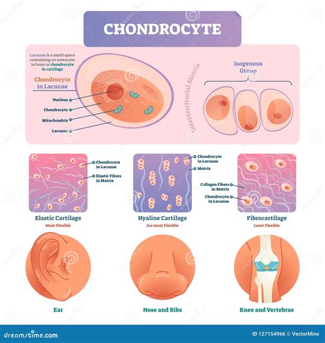 Chondrocyte Vector Illustration Infographic. Medical Labeled Biology ...