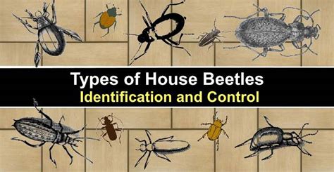 Types of House Beetles: Pictures, Identification and Control