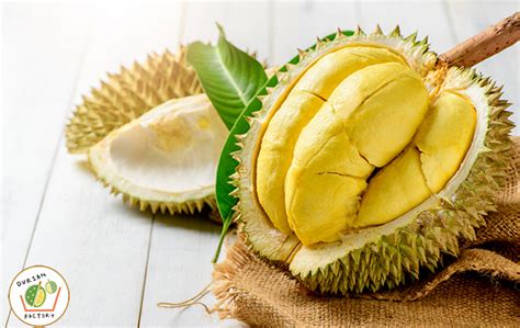 Best Durian in Singapore | Durian Burnt Cheesecake Recipe