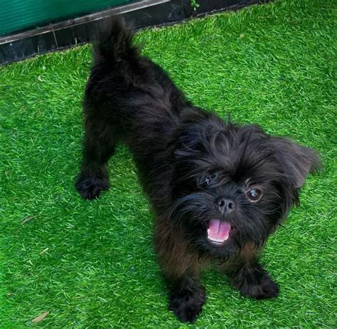 15 Photos Of Affenpinscher Puppies That Make Everyone's Heart Melt ...