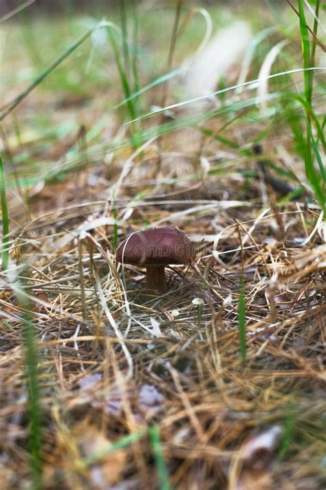 Beautiful Edible Mushroom in a Pine Forest Stock Image - Image of ...