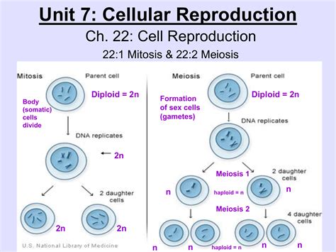 Mitosis - Mrs. GM Biology 200