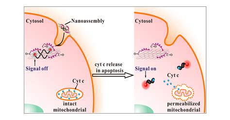 Fluorescence Activation Imaging of Cytochrome c Released from ...