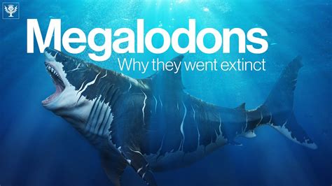 Extinct Sharks Megalodon