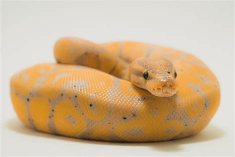 Best Pet Snake Species for Children and Beginners - PetHelpful