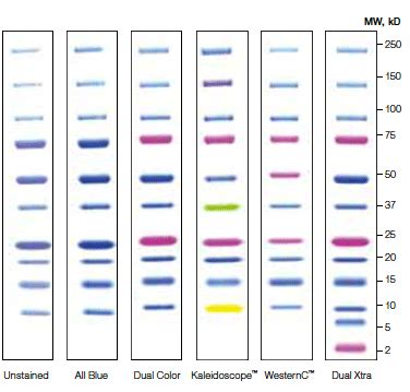 Introduction to Western Blot Protein Standards | Bio-Rad