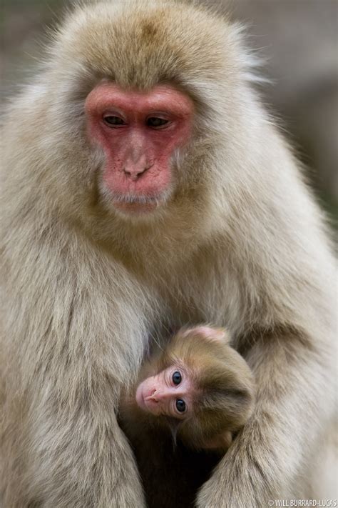 Baby Japanese Macaque | Will Burrard-Lucas