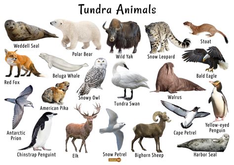 Tundra Animals List, Facts, Adaptations, Pictures