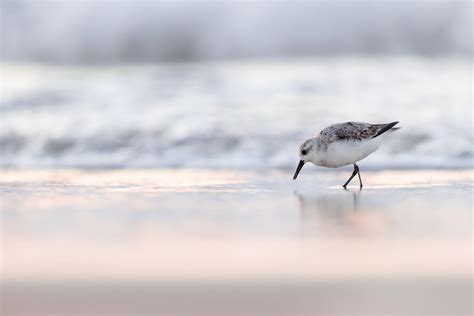 Shorebirds — Todd DeWald Photography