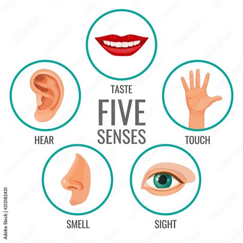 Five senses of human perception poster icons. Taste and hear Stock ...