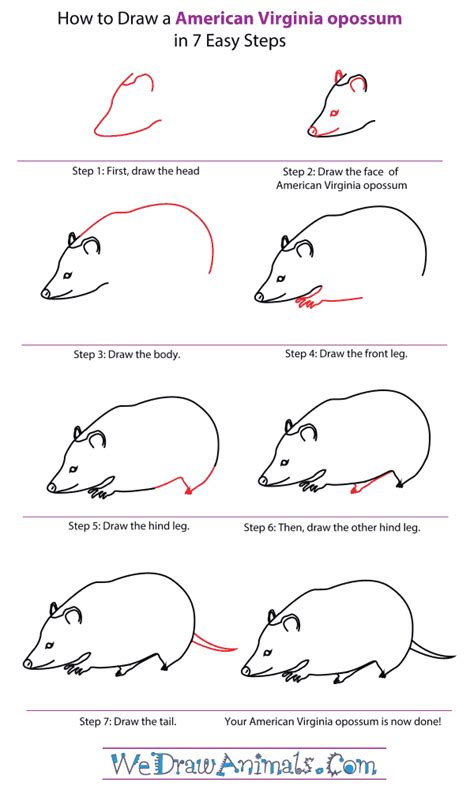 How to Draw an American Virginia Opossum