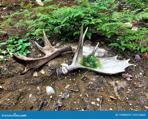 Set Of Moose Horn From Algonquin Park Stock Photo - Image of horns ...