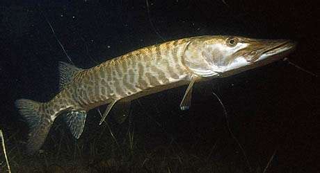 Muskellunge | fish | Britannica.com